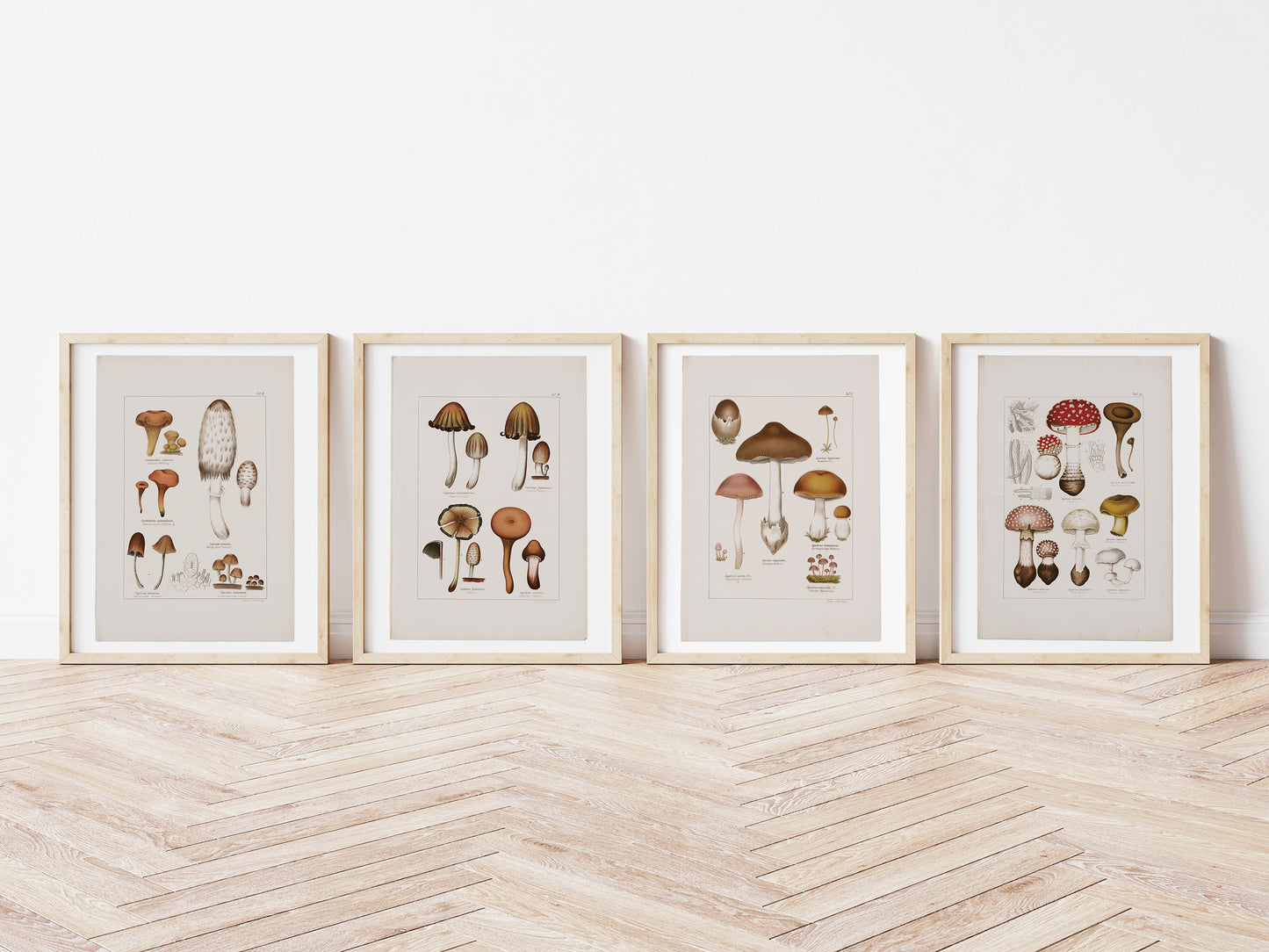 Antique Mushroom Wall Art Prints Set of 4