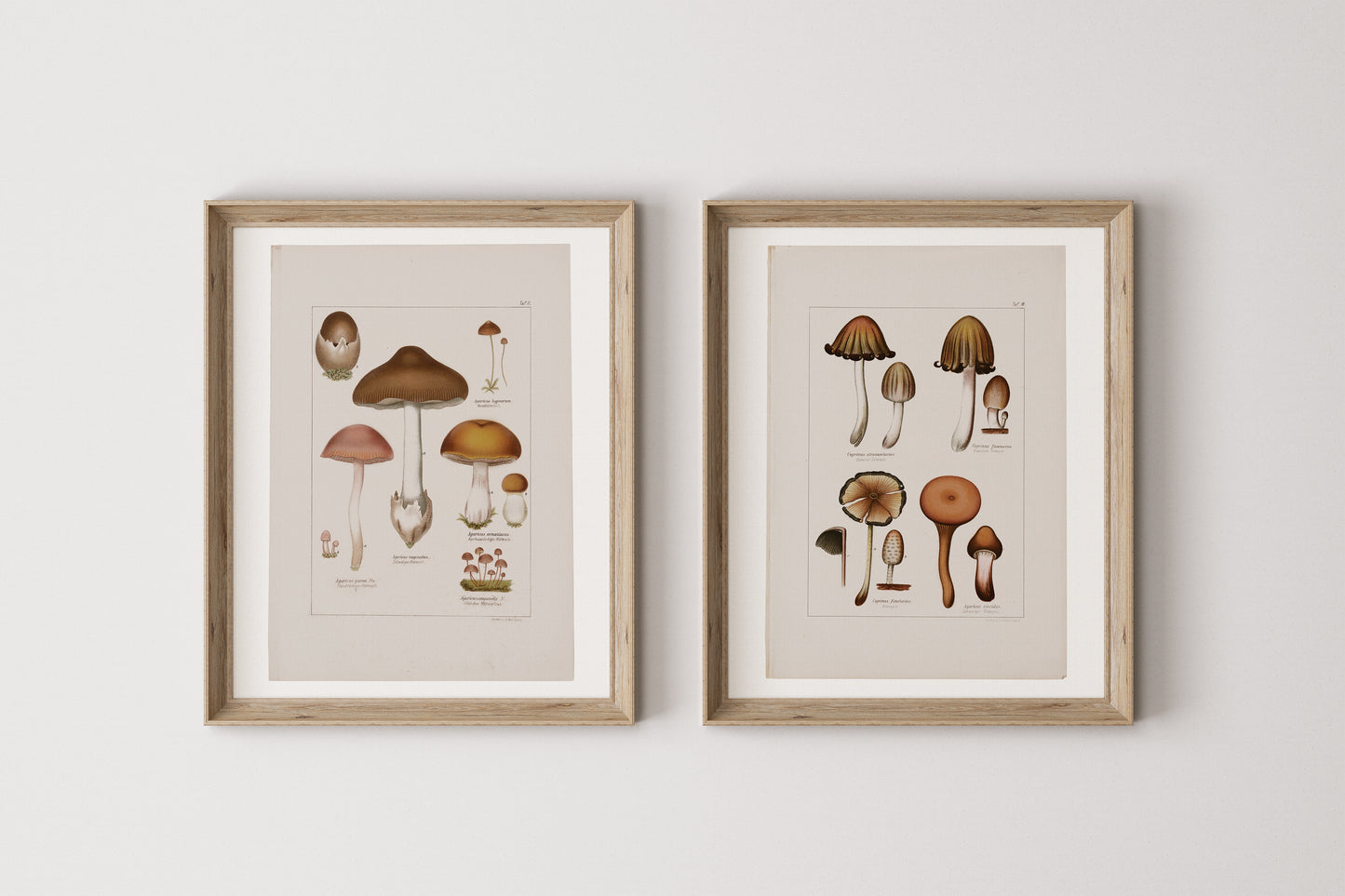 Antique Mushroom Wall Art Prints Set of 4