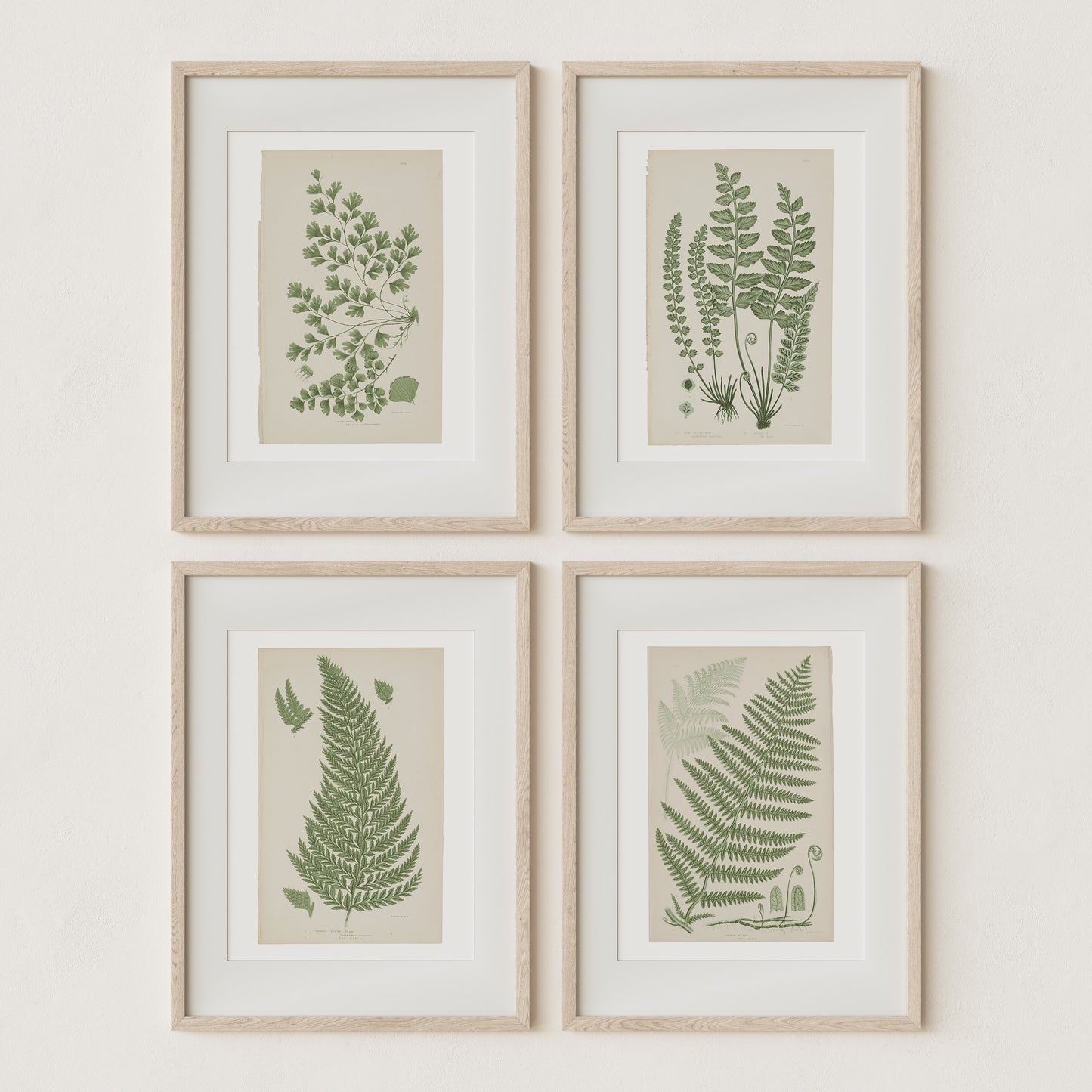 
                  
                    Antique Ferns Set of 4 In French Gray and Green
                  
                