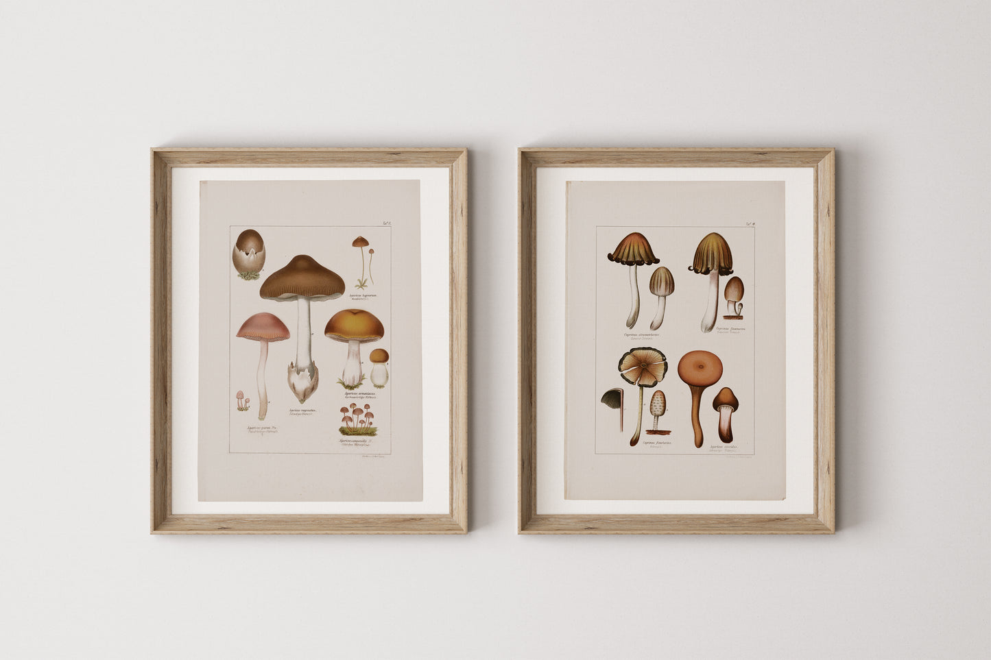 
                  
                    Antique Mushroom Wall Art Prints Set of 4
                  
                