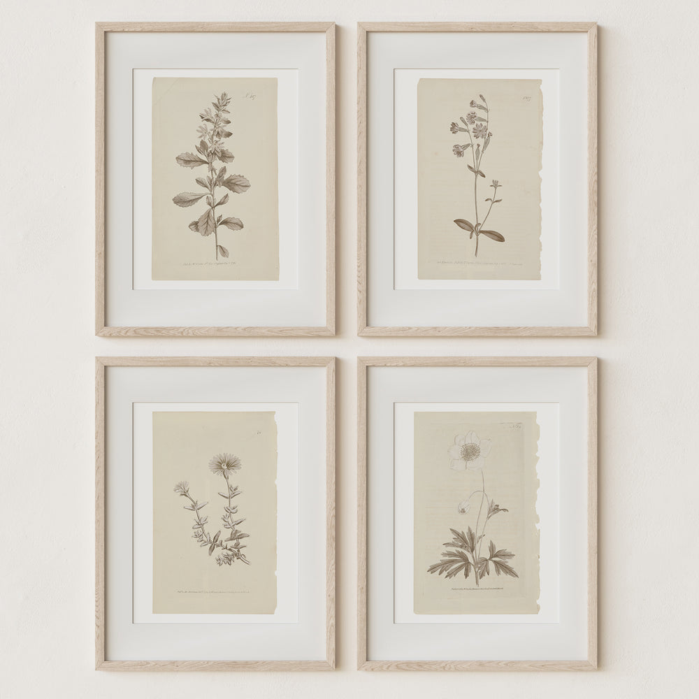 Vintage Wall Art Botanical Prints - Set of 4 Unframed – Sandstone and Sage