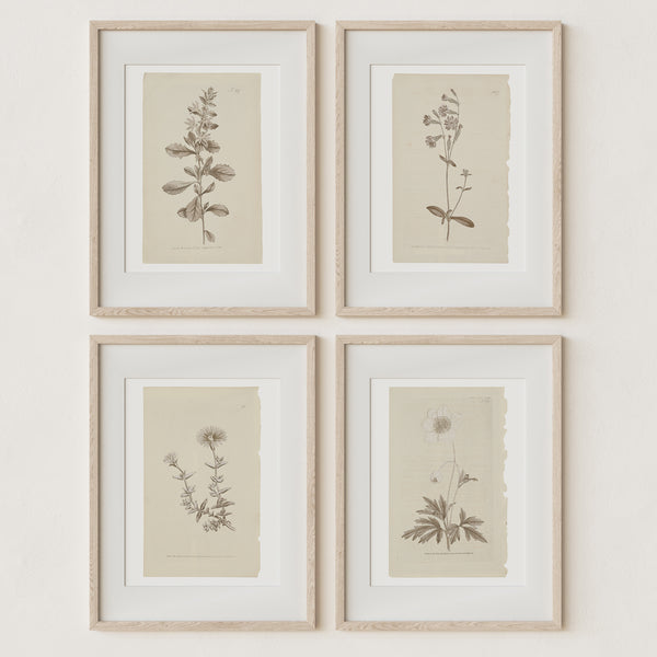 Rare hot IKEA Botanical Prints set of 4 Brass Frame