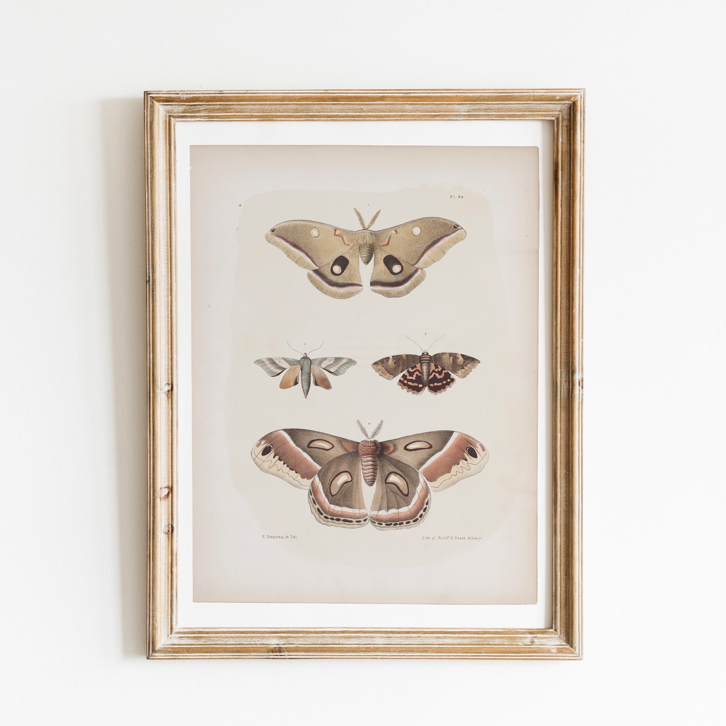 
                  
                    Antique Moth Illustration
                  
                